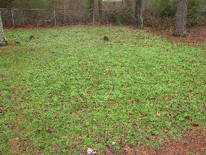 Chickweed – In New Lawn | Walter Reeves: The Georgia Gardener
