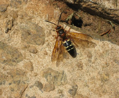 Female Cicada Killer Wasp. Cicada Killer Wasp