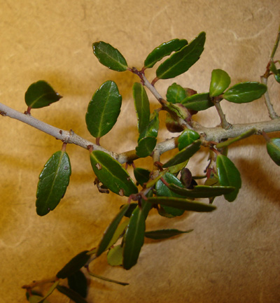 Yaupon Holly - Identified | Wal...