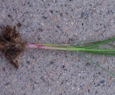 Perennial Ryegrass – In Bermudagrass | Walter Reeves: The Georgia Gardener