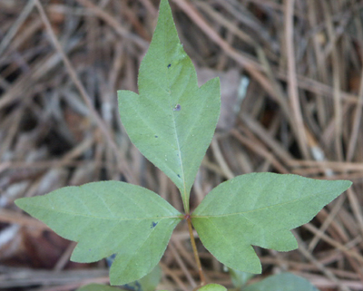 poison ivy vine in winter. poison ivy leaf – note the
