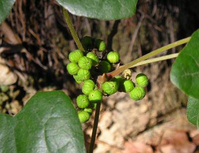poison oak vs poison ivy. poison oak berries – unlike