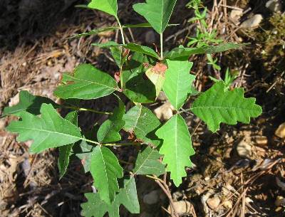 poison oak vs poison ivy. poison ivy. poison oak