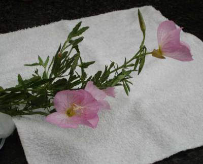 Evening Primrose – Identification | Walter Reeves: The Georgia Gardener