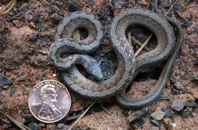 Baby Garter Snake Pictures on Dekay   S Snake  Brown Garden Snake