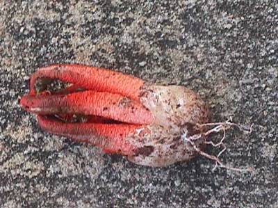 Stinky Squid Stinkhorn
