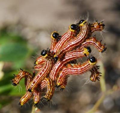 Yellownecked Caterpillars – Identification | Walter Reeves: The Georgia