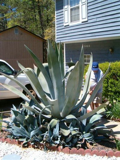 agave1 American Agave