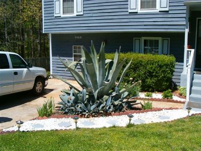 agave2 American Agave