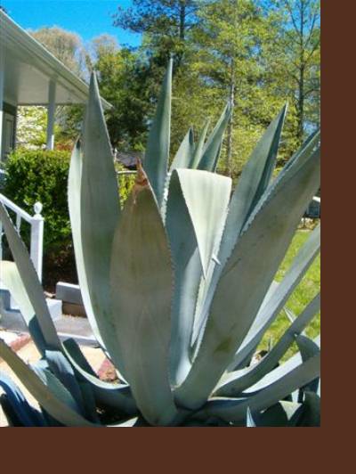 agave3 American Agave