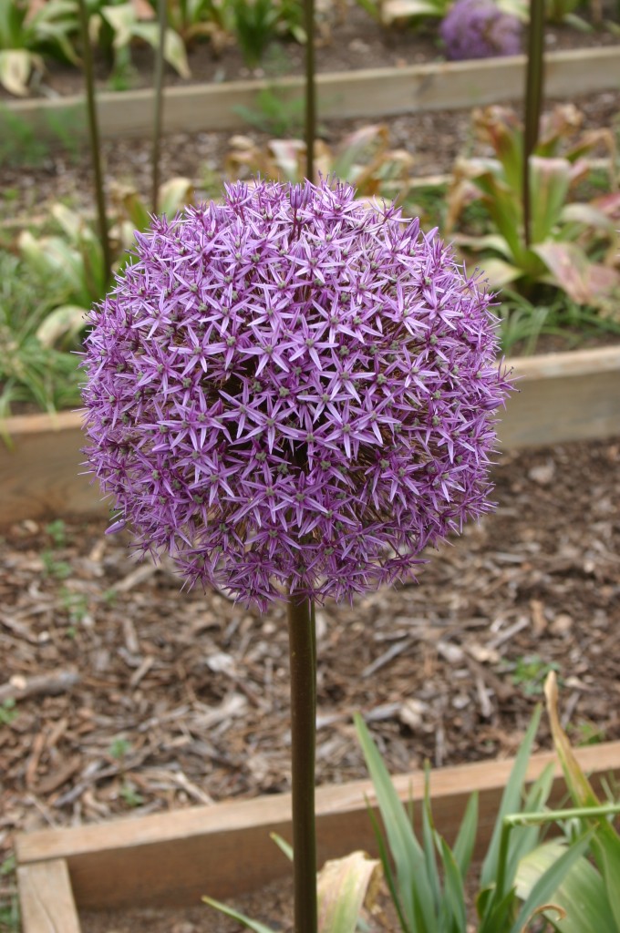 allium Globemaster 2