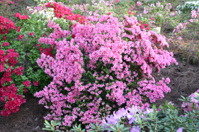 azaleapinkbush