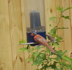 cardinal bald