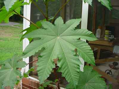 castorbean2 Castor Bean