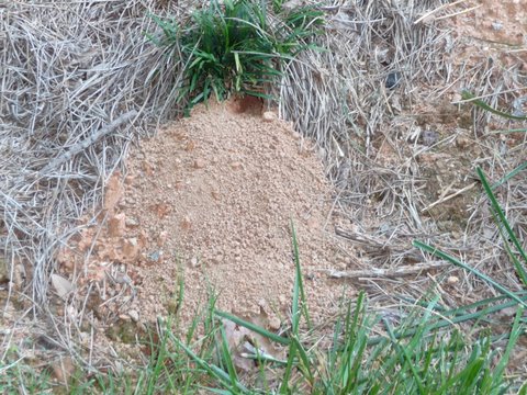 Cicada Killer Nest. cicada killer hole