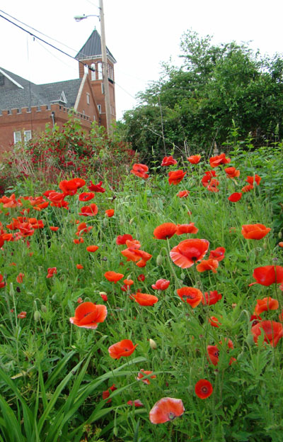 cornpoppy Corn Poppy
