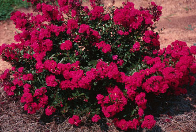 crapemyrtlered Red Crapemyrtle