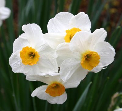 Daffodil
