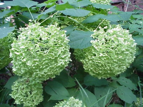 hydrangea annabelle green flower