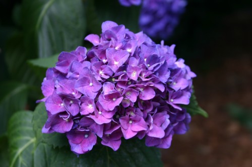 Garden Plants Names And Pictures PDF