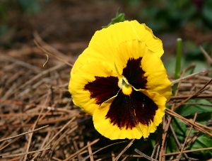pansy Pansy
