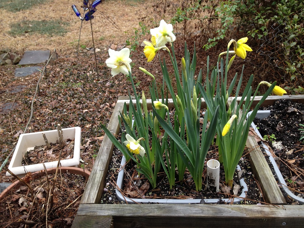 Bulbs Planted Upsidedown Walter Reeves The Gardener