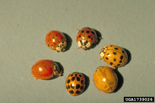 Asian lady beetle Bill Ree bugwood