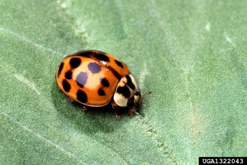 Asian lady beetle Scott bauer forestryimages