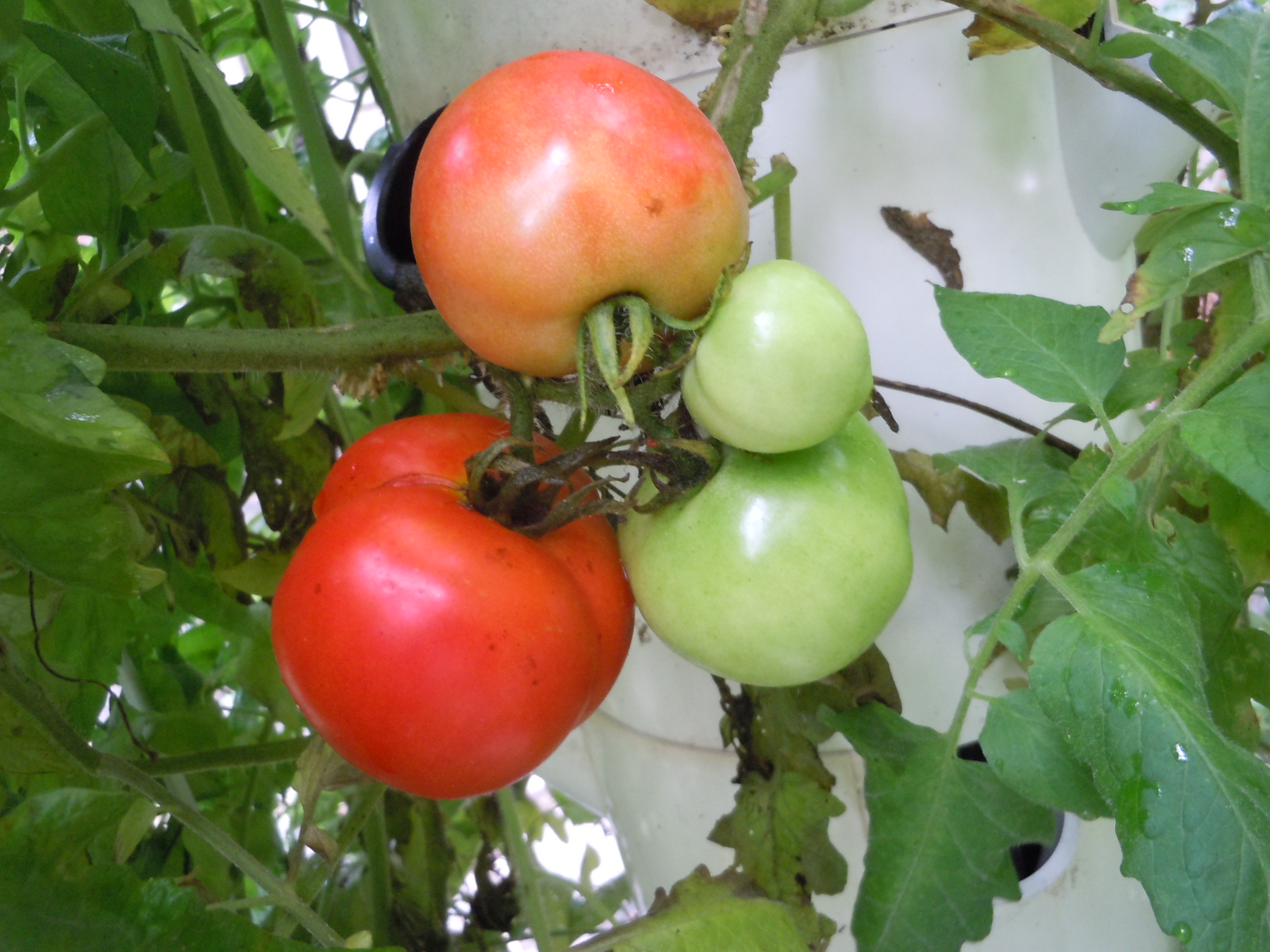 Tomato – Picking | Walter Reeves: The Georgia Gardener
