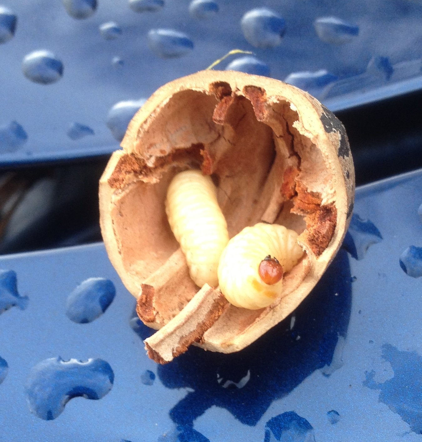 Pecan Weevil Control Walter Reeves The Gardener