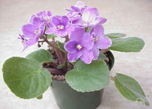 african violet