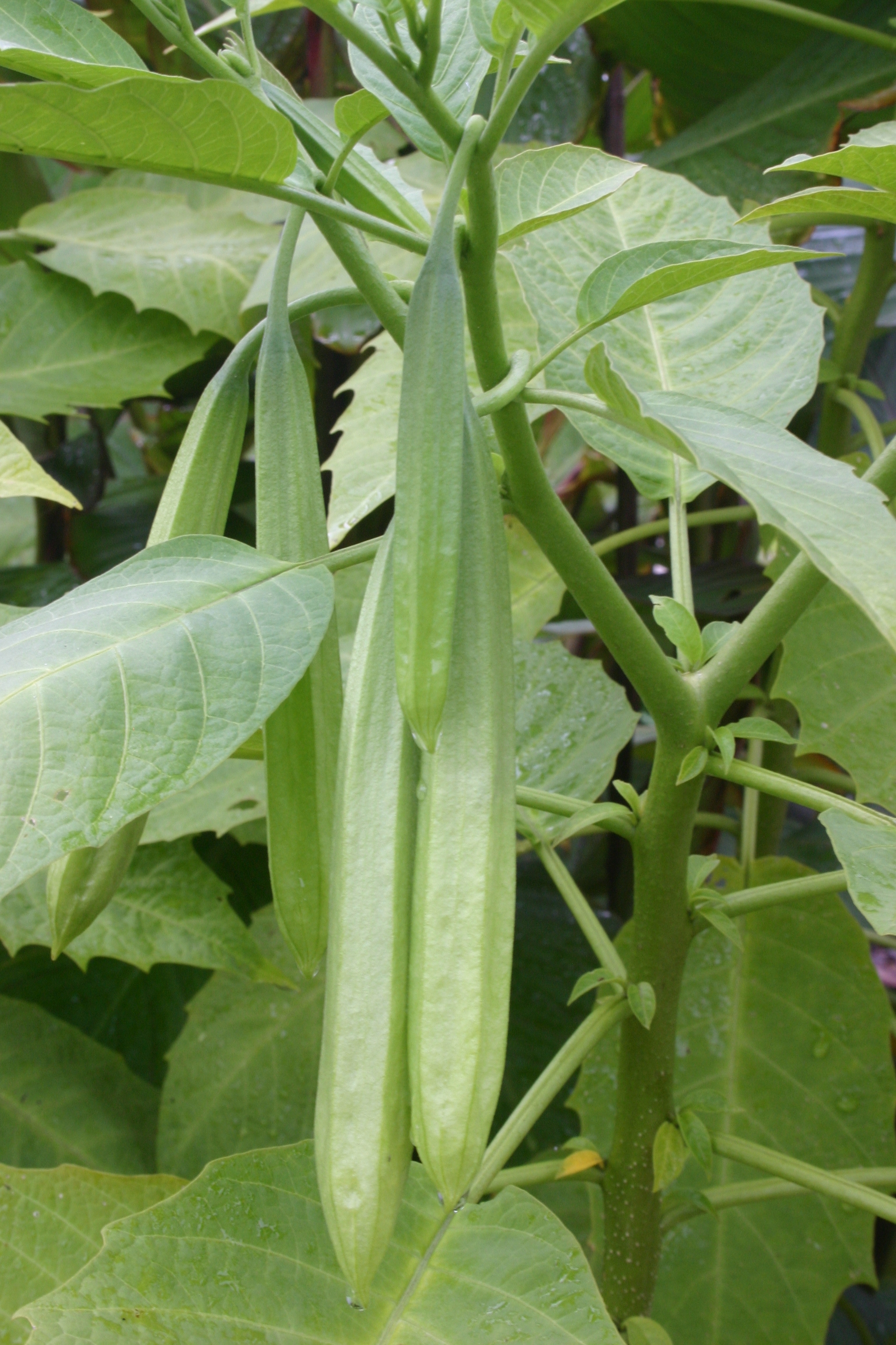 angel trumpet seed pods « Walter Reeves The Gardener