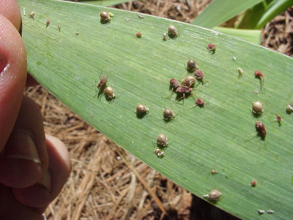 Iris Aphids on Leaves Walter Reeves The Gardener