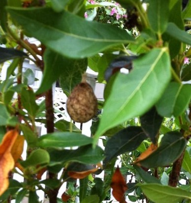 argiope egg sac
