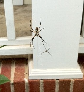 argiope female and male