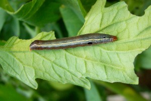 armyworm Brandywine Tomato