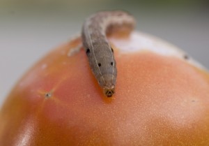 armyworm yellowstriped