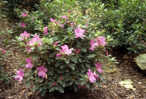 azalea Encore pink (2)