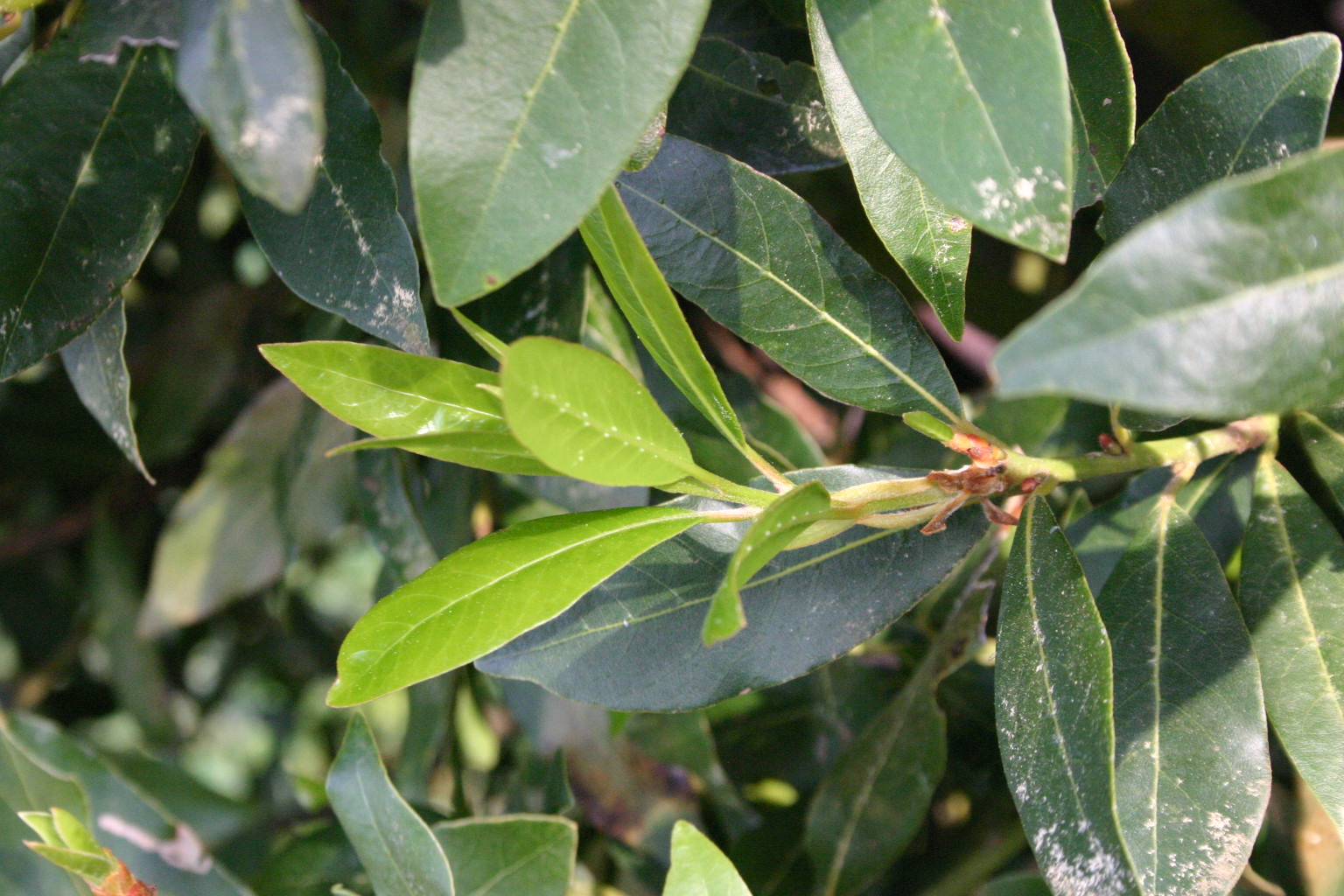 Bay Laurel Shrub Protecting Walter Reeves The Gardener