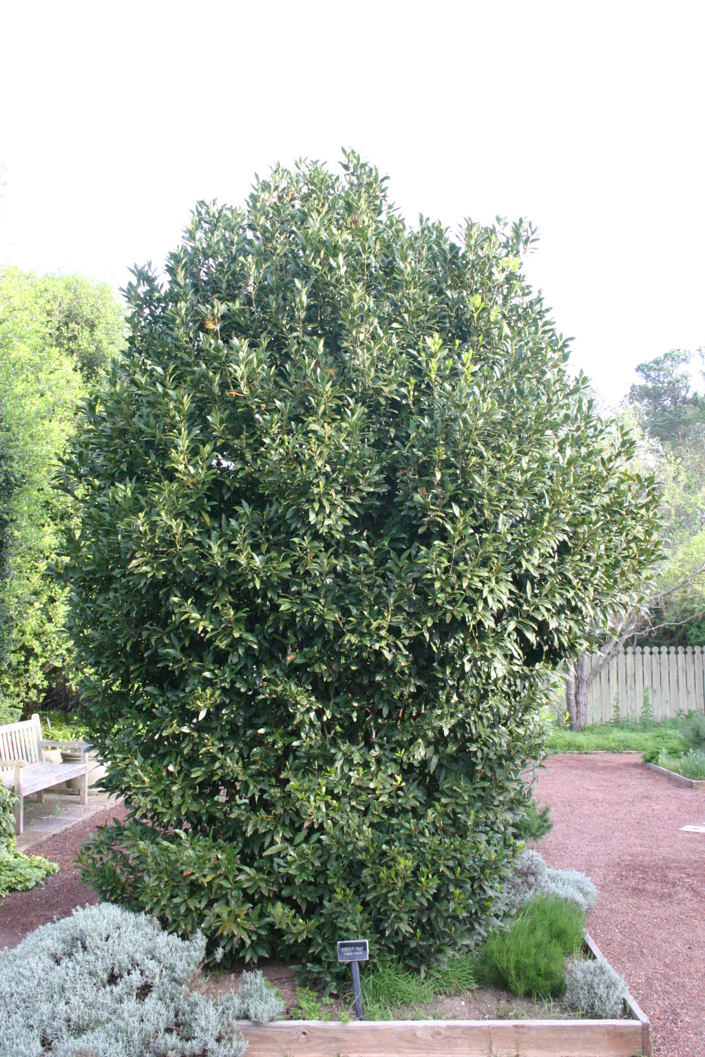 Bay Laurel Shrub Protecting Walter Reeves The