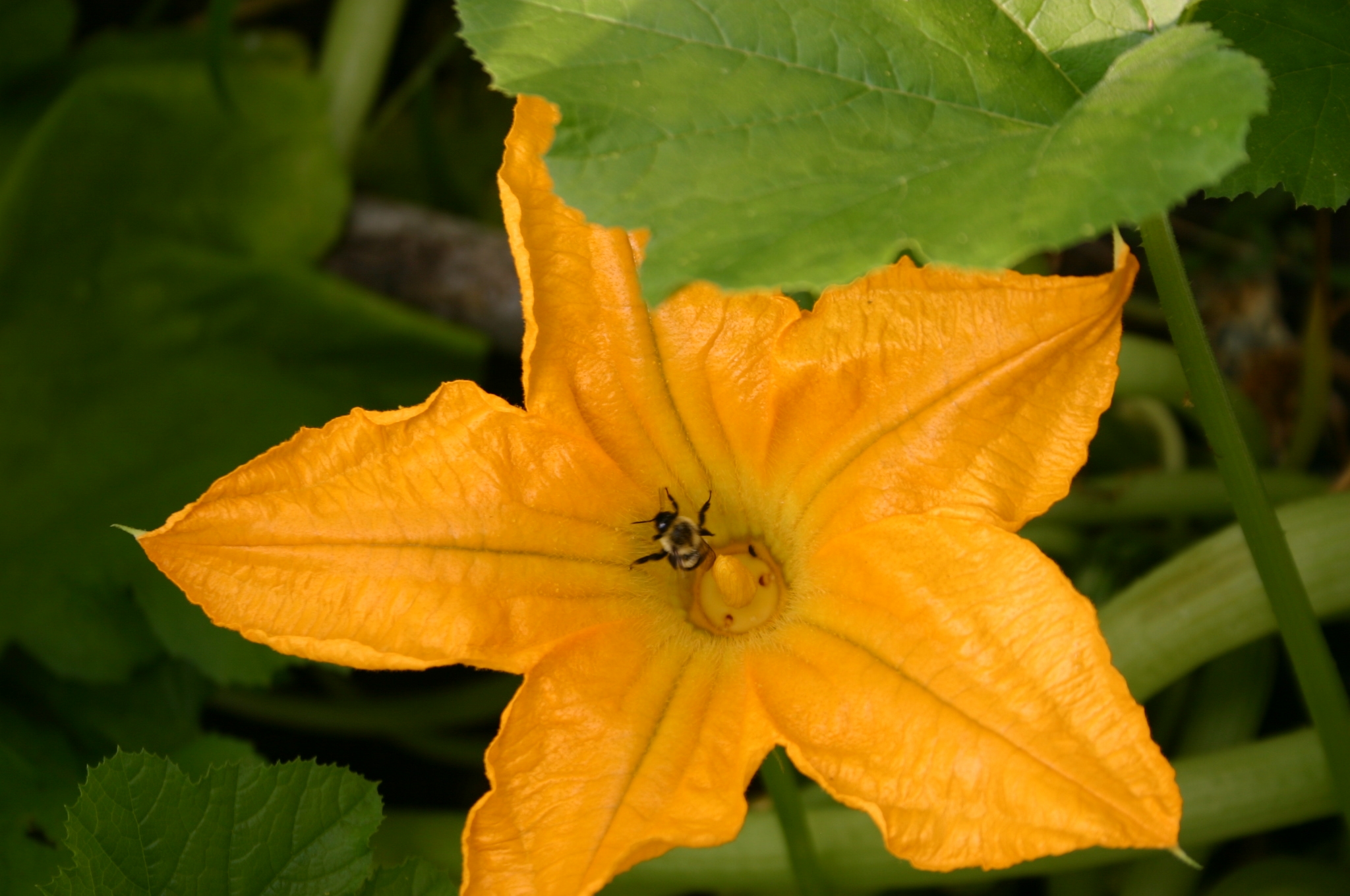 bee on squash « Walter Reeves The Gardener