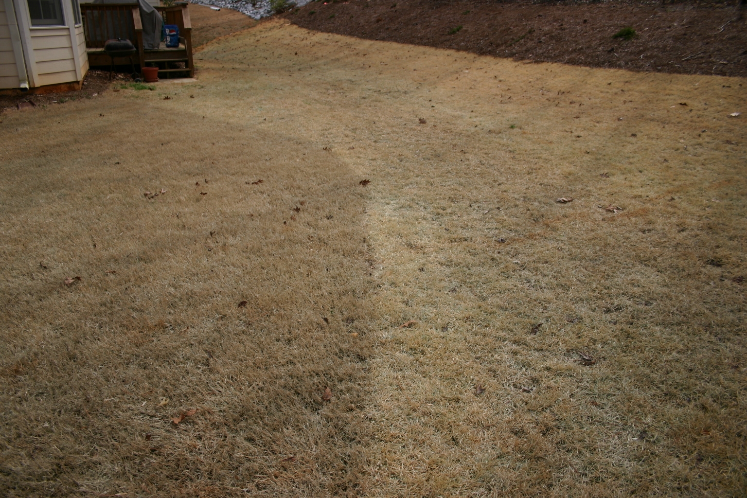 Zoysia Planting Plugs in Bermuda Walter Reeves The Gardener