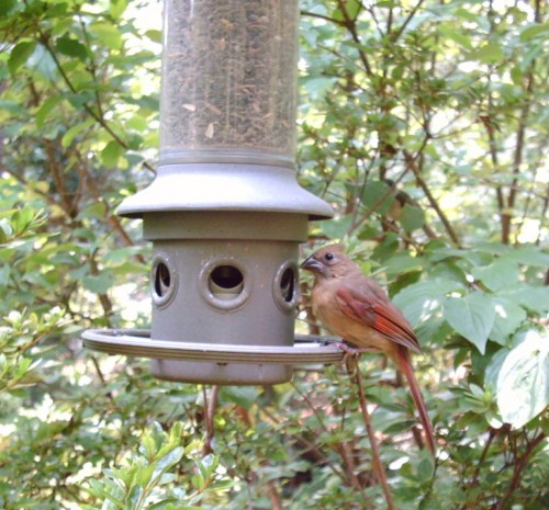 bird 1