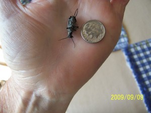 Agapanthus blister beetle