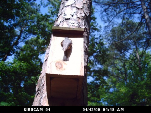 bluebird 1