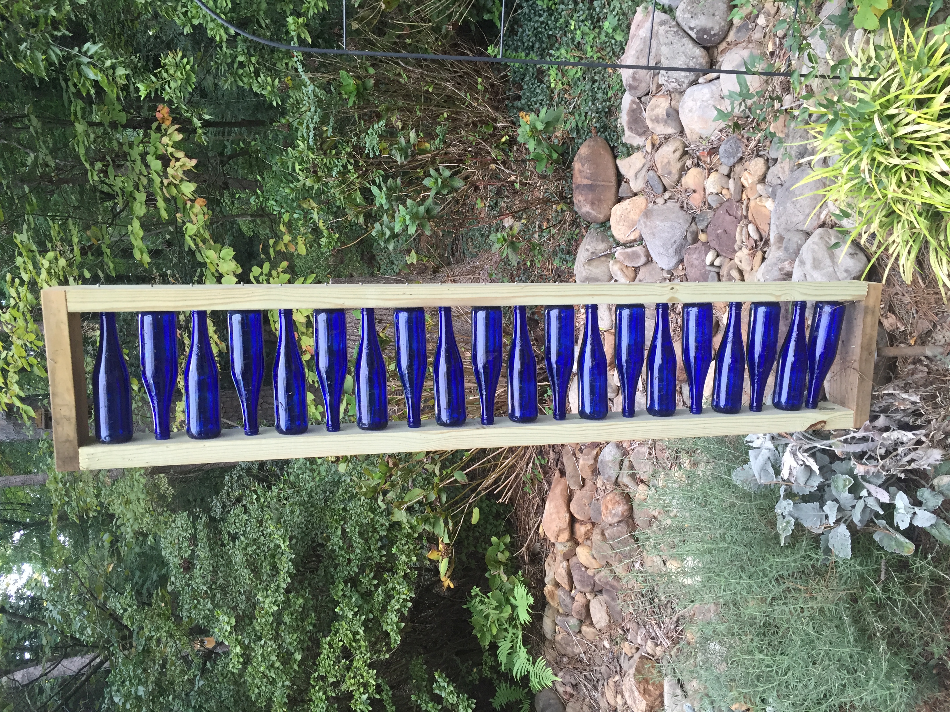 Bottle Tree (Bottle Bush) In Garden Walter Reeves The Gardener