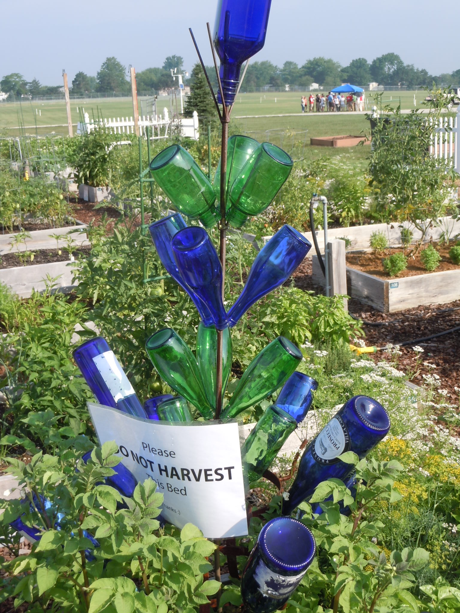 Bottle Tree (Bottle Bush) In Garden Walter Reeves The Gardener