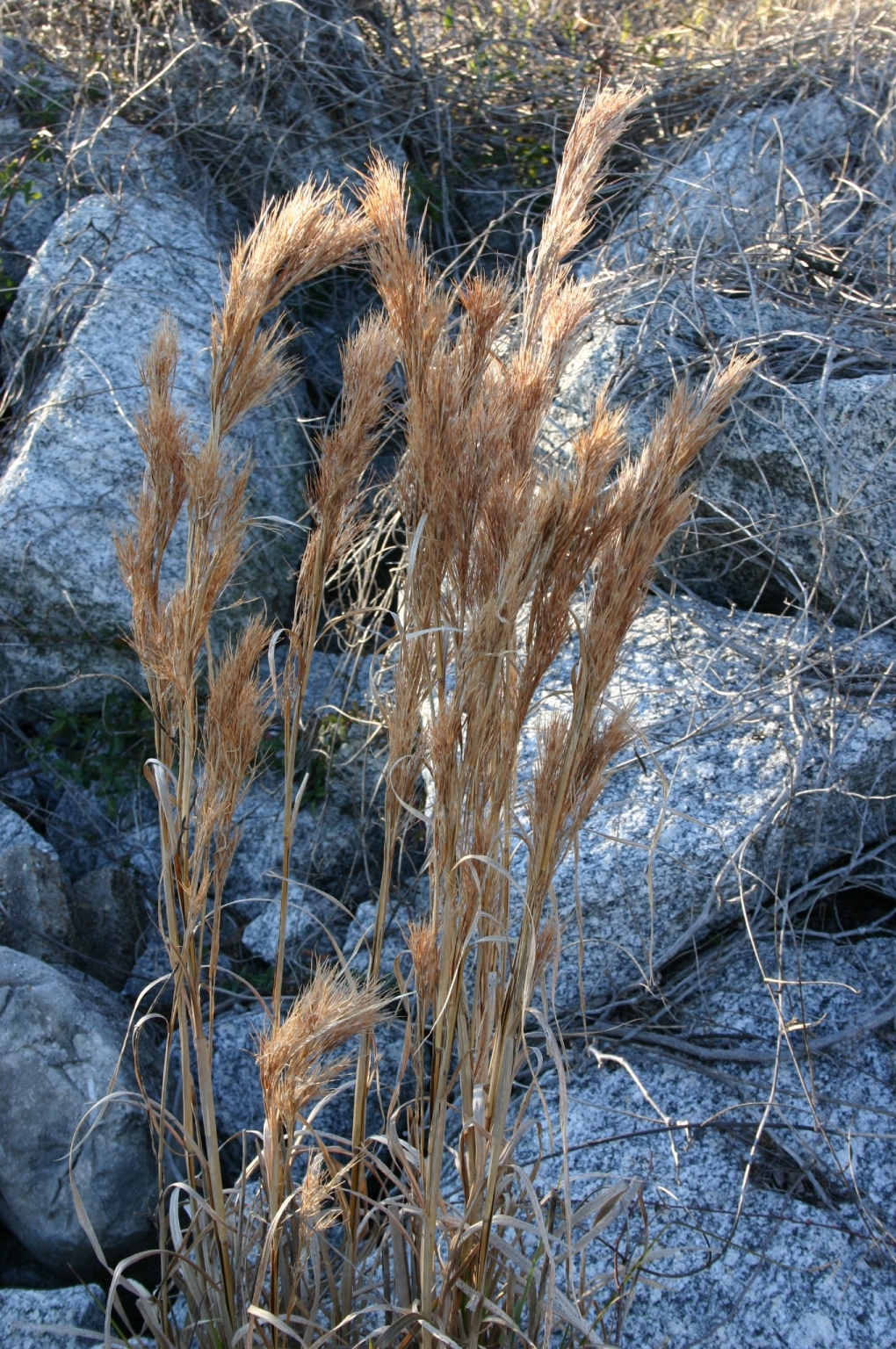 Broomsedge Control Walter Reeves The Gardener