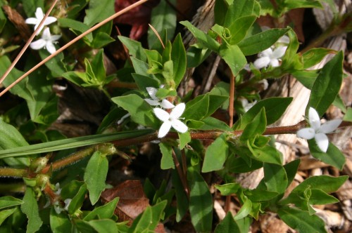 buttonweed 4 Virginia buttonweed