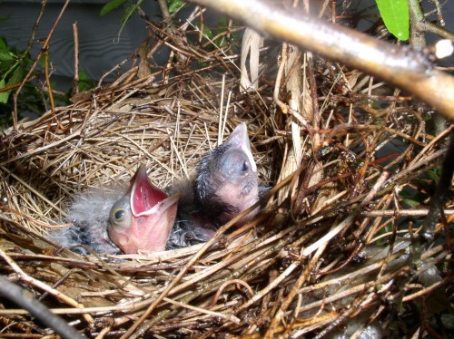 cardinal babies Shannon Pable cardinal babies - photo courtesy of Shannon Pable